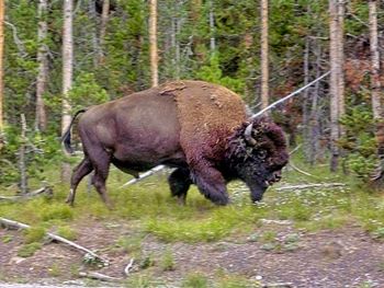Elephant in a forest