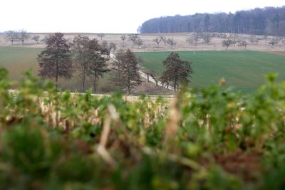 Scenic view of field against clear sky