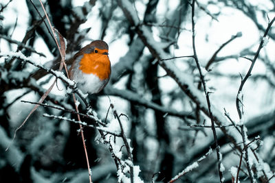 Bird perching on branch