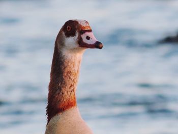 Close-up of a bird looking away