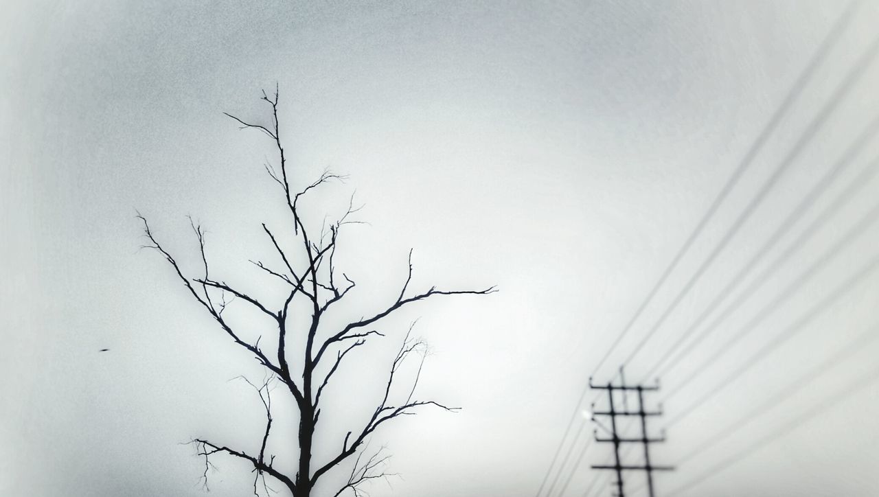 bare tree, nature, branch, day, no people, outdoors, beauty in nature, sky