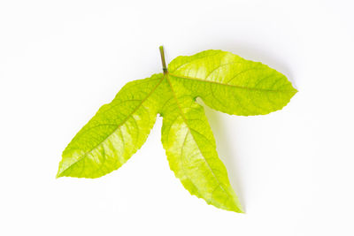 Close-up of green leaves against white background