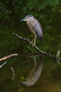 Bird perching on a branch