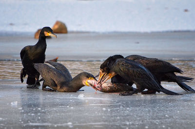 Close-up of bird on beach