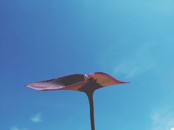 Low angle view of flowering plant against blue sky