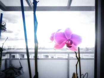 Close-up of pink flower on glass window