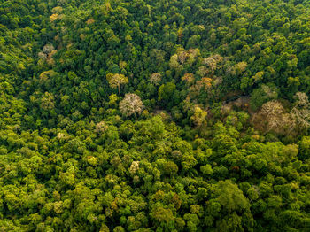 High angle view of plants growing in forest