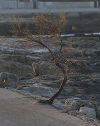 Close-up of tree