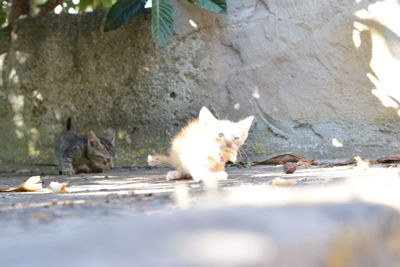 Cat on ground