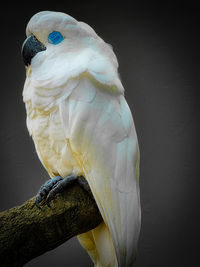 Close up of a resting parrot