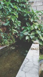 Potted plants in water