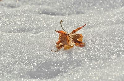 Close-up of insect on ice