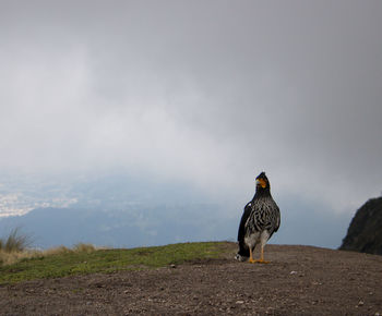 A beautiful bird in the nature of ecuador