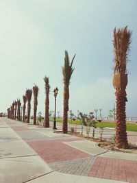 Palm trees on footpath against clear sky