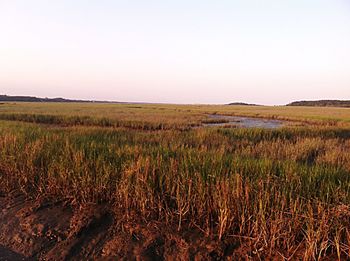 Scenic view of field against clear sky