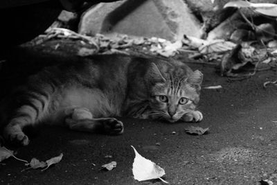Portrait of cat lying down