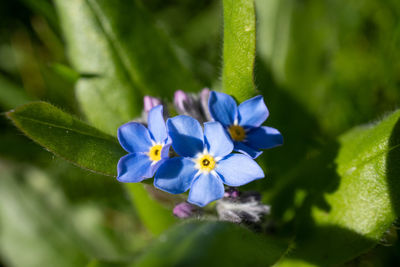 Close-up of purple flowering plant