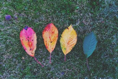 Close-up of autumnal leaves