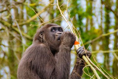 Close-up of monkey by branch