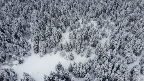 High angle view of pine trees on snow covered land