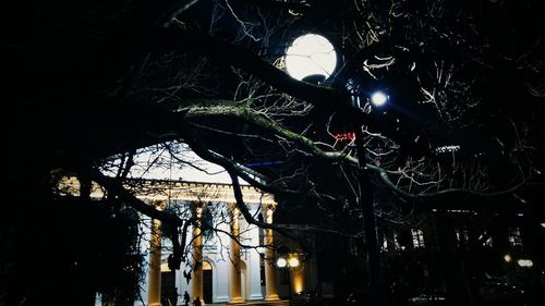 Low angle view of illuminated tree at night