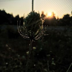 Close-up of dandelion