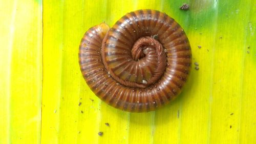 Close-up of snail on leaf