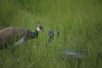Couple of peacock joining in a long eye contact