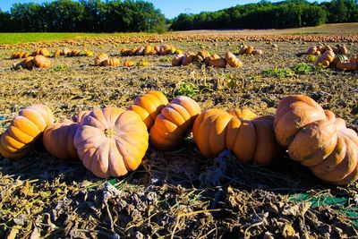 Pumpkins on field