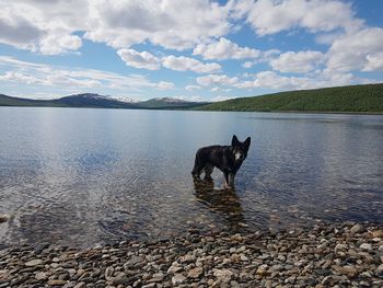 Dog in a lake