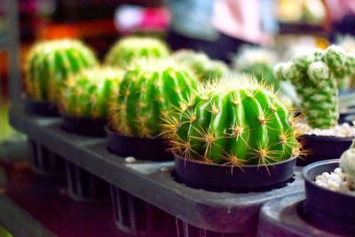 Close-up of potted plants
