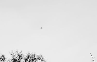 Low angle view of birds flying against clear sky