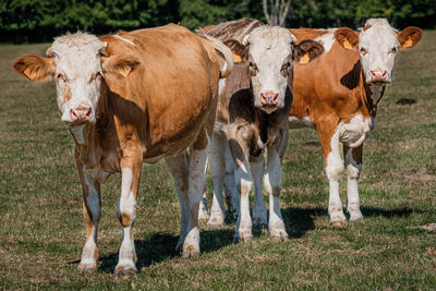 Portrait of cows standing in field