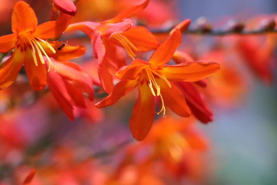 Close-up of red flowering plant