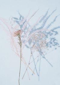 Close-up of white flowering plant