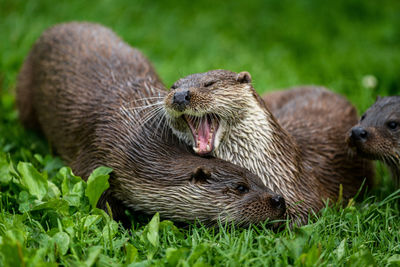 Close-up of an animal on field