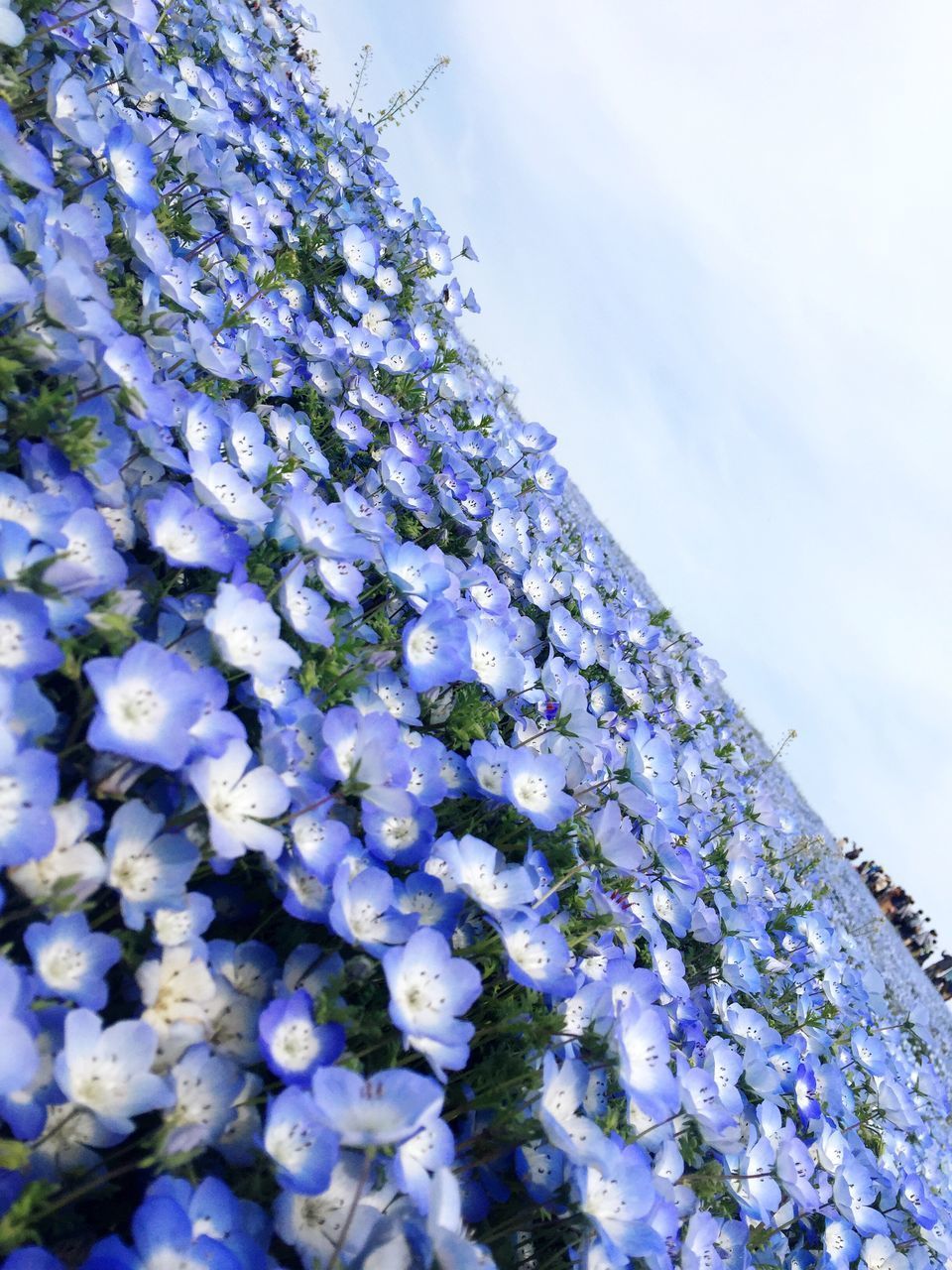 CLOSE-UP OF PURPLE WHITE FLOWERS