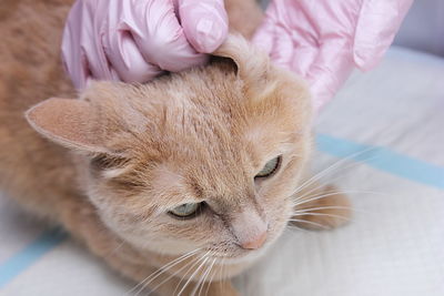 At the vet's. the ear of a red cat is examined by a veterinarian.