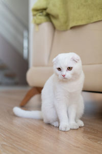 White cat sitting on floor at home