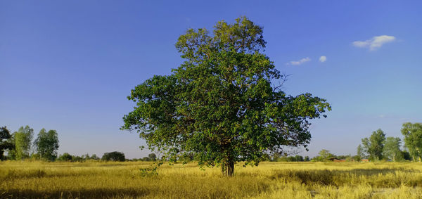 Tree on field against sky