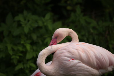 Close-up of a bird