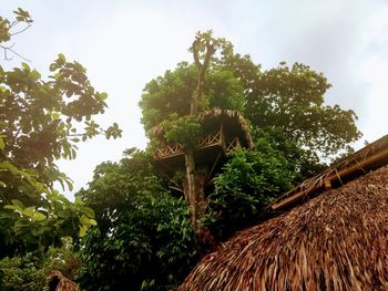 Low angle view of trees against sky