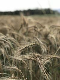 Close-up of wheat growing on field