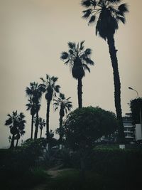 Silhouette palm trees against sky