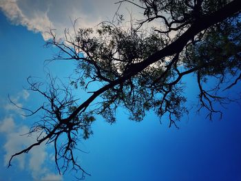 Low angle view of silhouette tree against clear blue sky