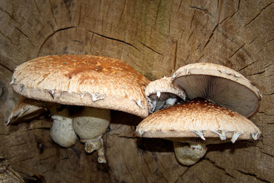 Close-up of mushroom growing in forest