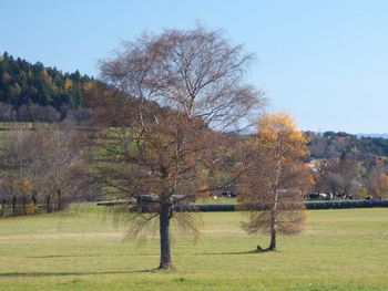 Scenic view of grassy field against sky