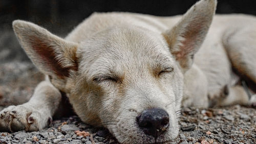 Close-up of a dog sleeping