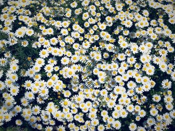 Full frame of yellow flowers