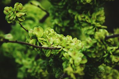 Close-up of flowering plant